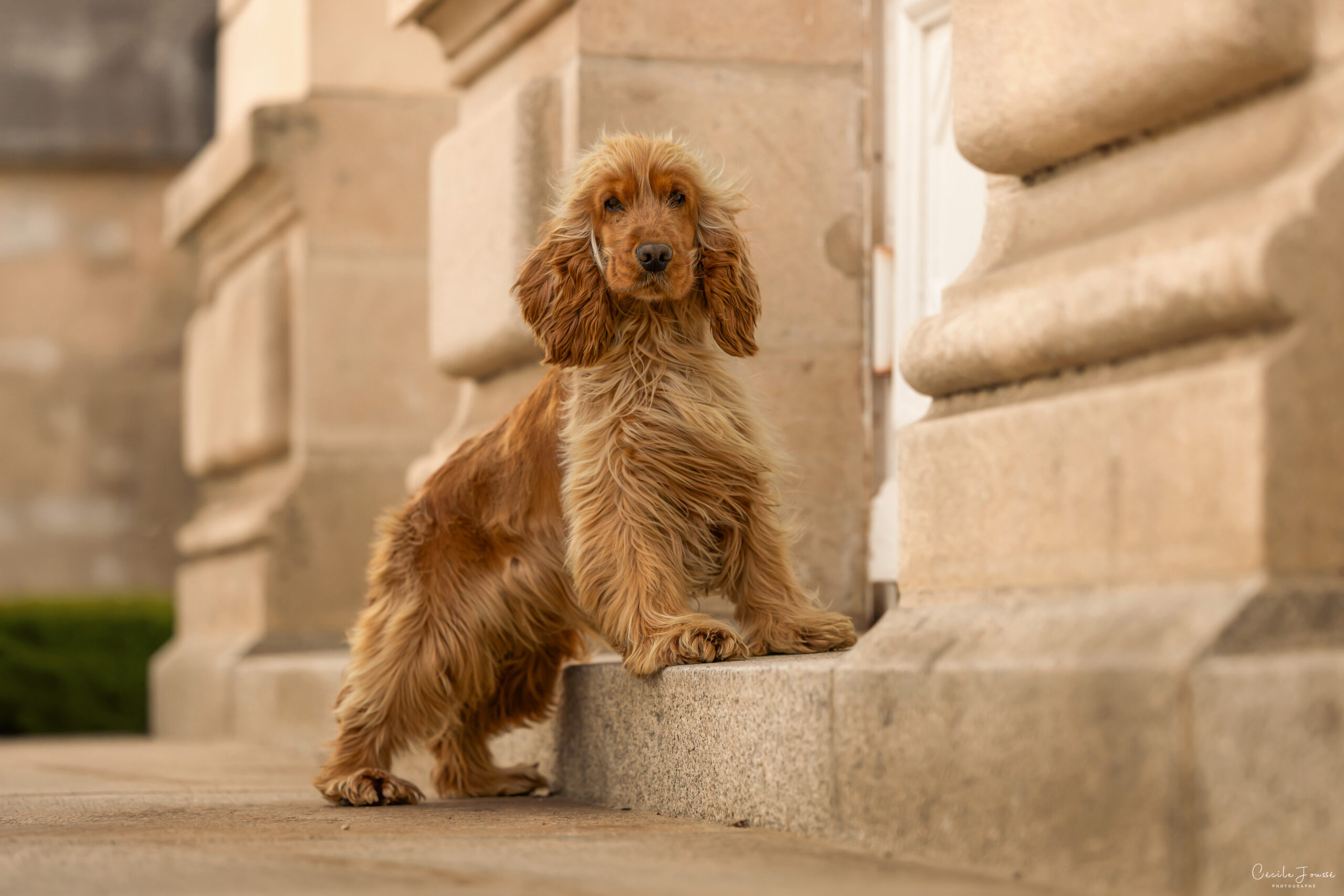Cocker Spaniel Anglais